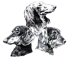 Dachshund graphics