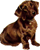 Dachshund graphics