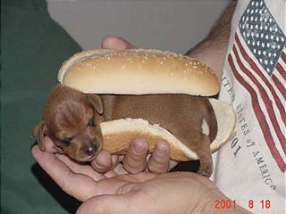 Dachshund graphics