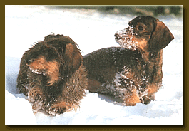 Dachshund graphics