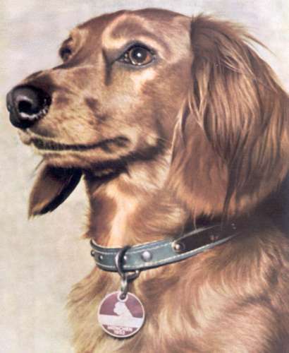 Dachshund graphics