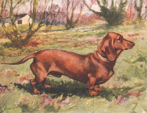 Dachshund graphics