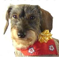 Dachshund graphics