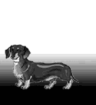 Dachshund graphics