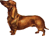 Dachshund graphics