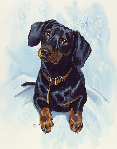 Dachshund graphics