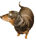 Dachshund