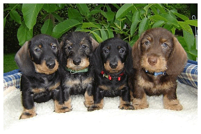 Dachshund graphics