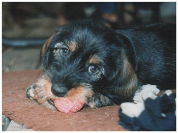 Dachshund graphics