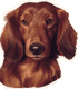 Dachshund graphics