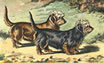 Dachshund graphics