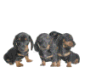 Dachshund graphics