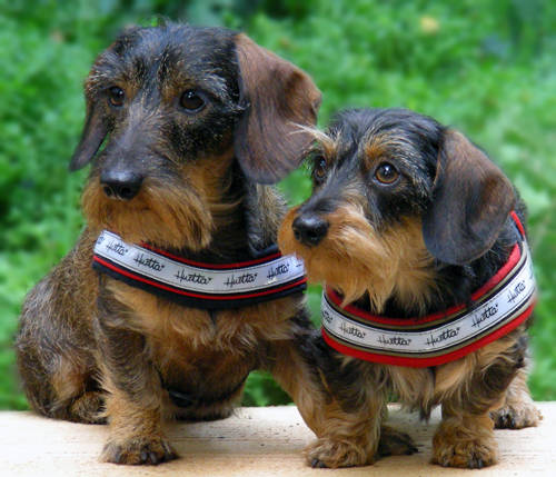 Dachshund graphics