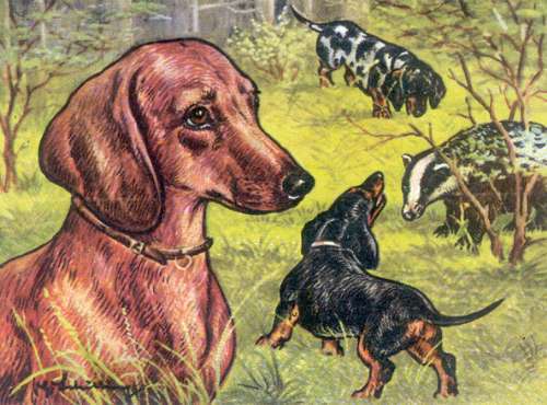 Dachshund graphics