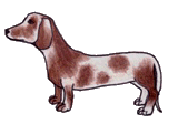 Dachshund graphics