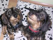 Dachshund graphics