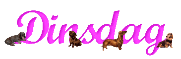 Dachshund