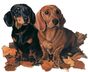 Dachshund graphics