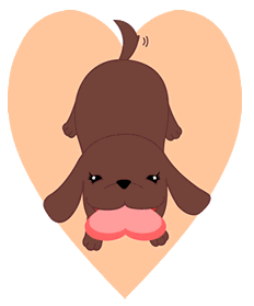 Dachshund