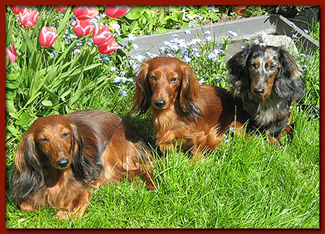 Dachshund graphics