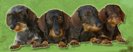 Dachshund graphics