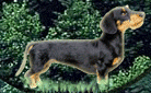 Dachshund graphics