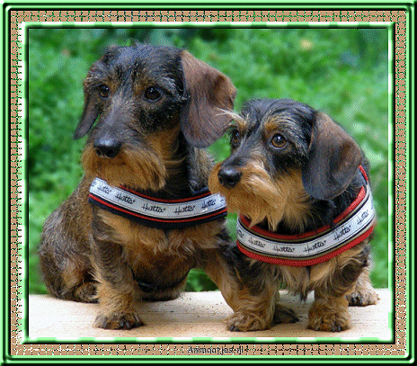 Dachshund graphics