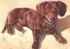 Dachshund graphics