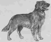 Dachshund graphics