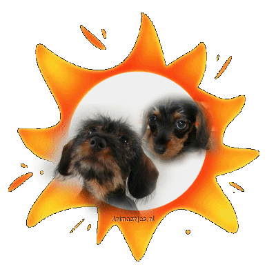 Dachshund graphics