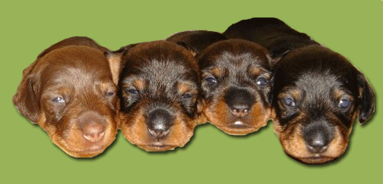 Dachshund graphics