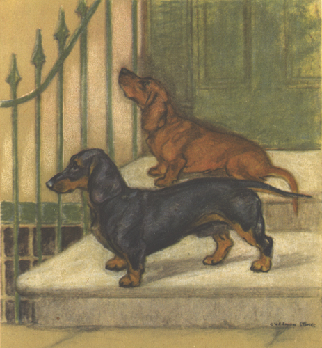 Dachshund graphics