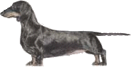 Dachshund graphics