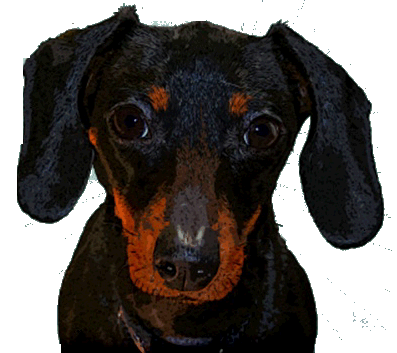 Dachshund