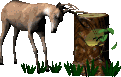 Deers graphics