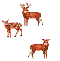 Deers graphics