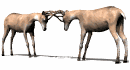 Deers graphics