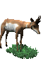 Deers graphics