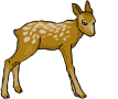Deers graphics