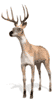 Deers graphics