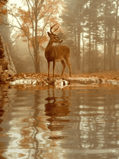 Deers graphics