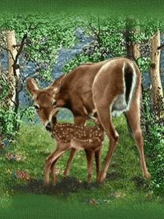Deers graphics