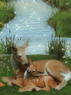 Deers graphics