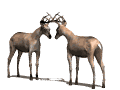 Deers graphics