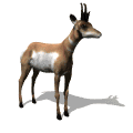 Deers graphics