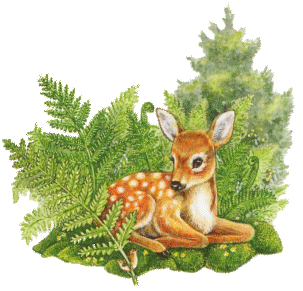 Deers graphics
