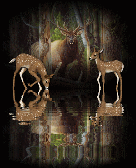 Deers graphics