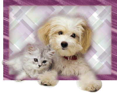 Dogs cats graphics
