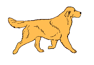 Dogs graphics