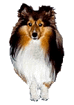 Dogs graphics